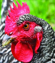 ‘Fins, Fur and Feathers,’  by Malgorzata Florkowska, who was inspired by her friend's special breed of chicken.  