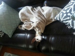 The community came together in support of Billie and Josie Evans as they searched three weeks for their missing Italian greyhound, Armani. Miraculously, he was found and has returned to good health, happy to be home with his parents. Photo credit: The Evans family